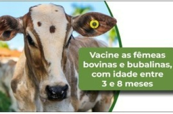 Campanha de vacinação contra a Brucelose 
