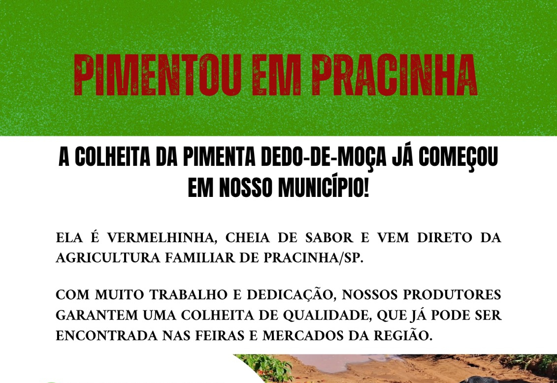 É TEMPO DE PIMENTA EM PRACINHA