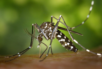 VIGILÂNCIA EPIDEMIOLÓGICA DA UBS DE PRACINHA CONFIRMA NOVOS CASOS DE DENGUE
